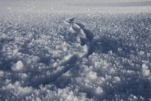 ゴルWhoでの出会いに関する口コミはどこで見つけられる？